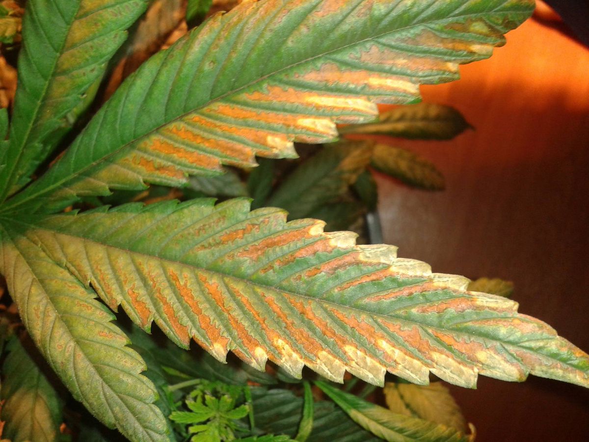 Anbau von Cannabis in Abenberg: Was ist erlaubt?