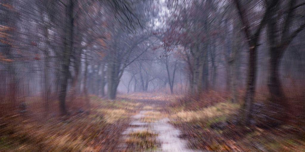a path through a forest with lots of trees