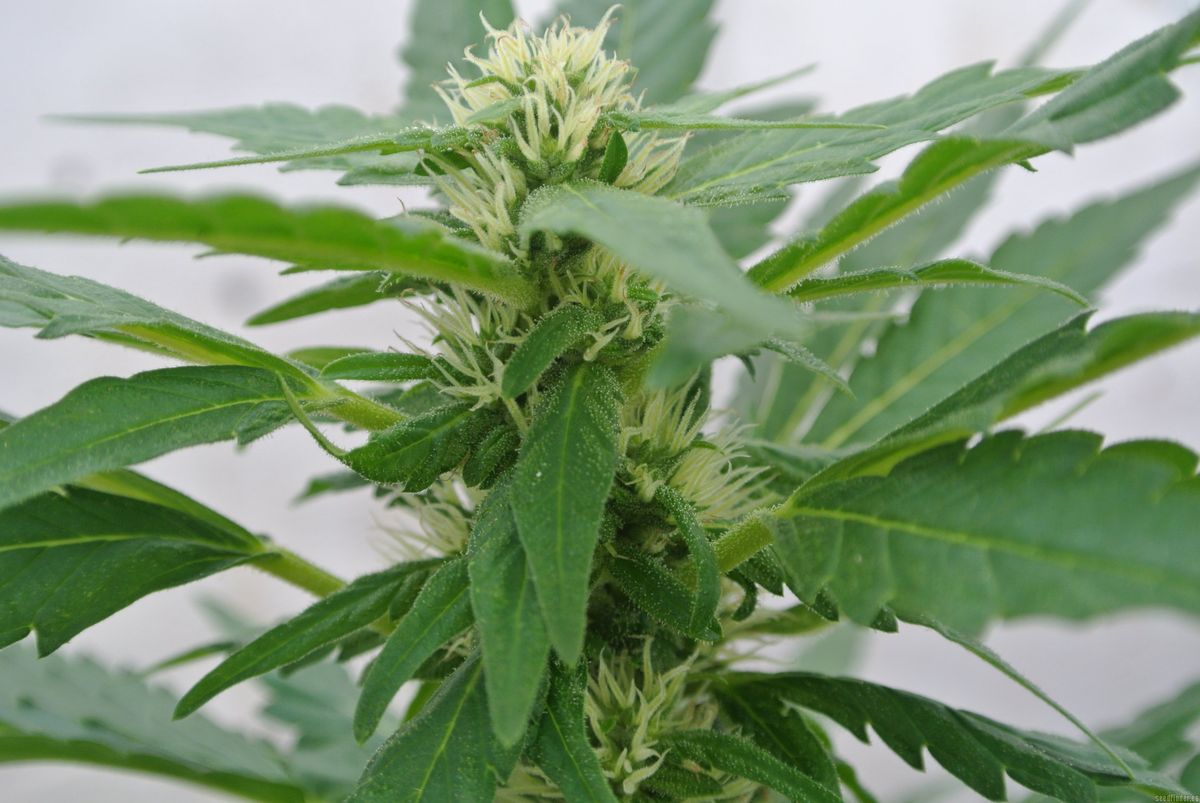 Zukunft des Cannabis-Marktes in Achterwehr