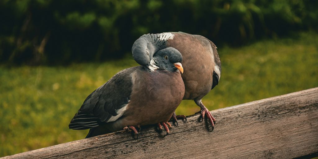 a couple of birds sitting on top of a wooden fence