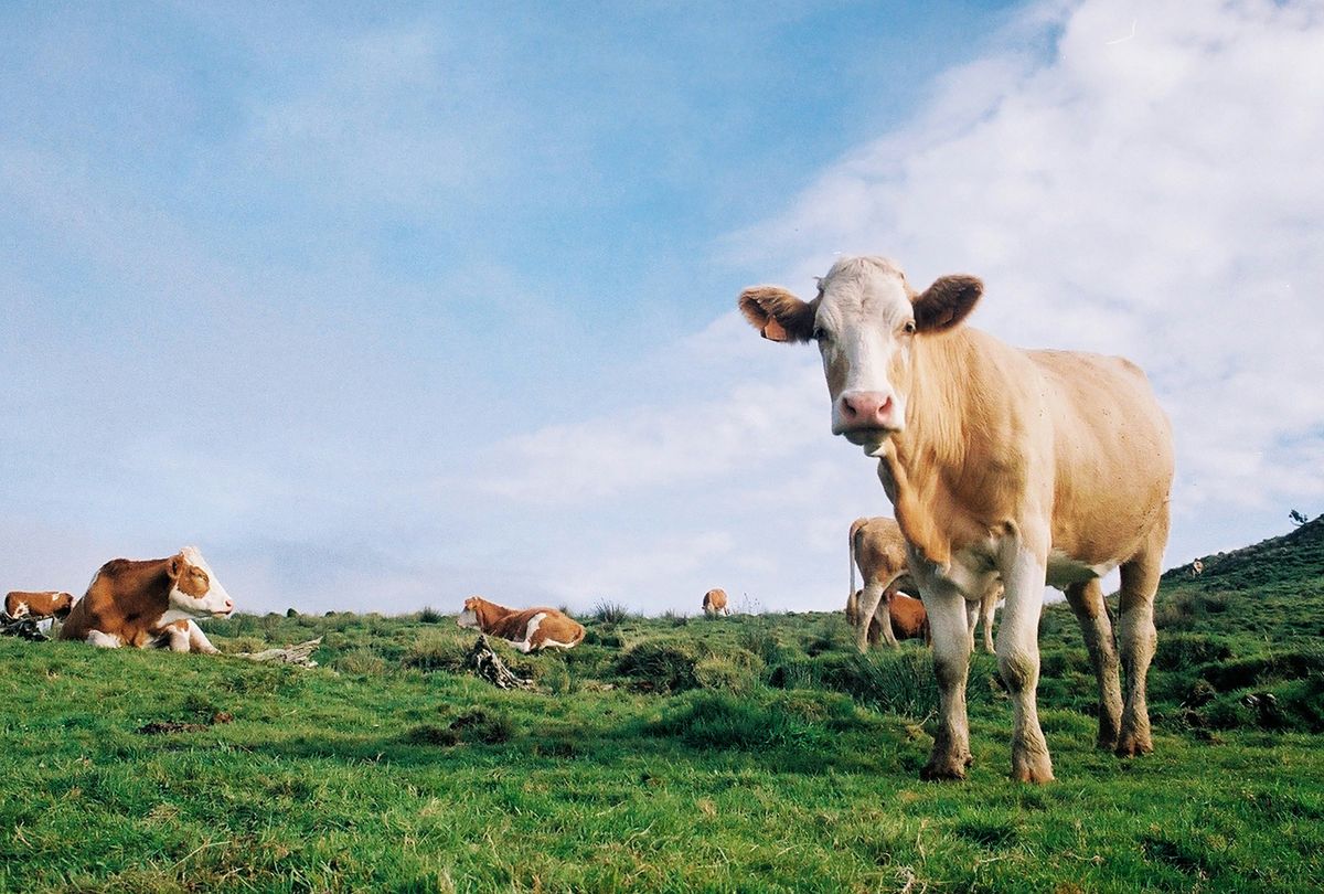 Moo-ch Microbes: The Magic of JMS in Livestock Farming