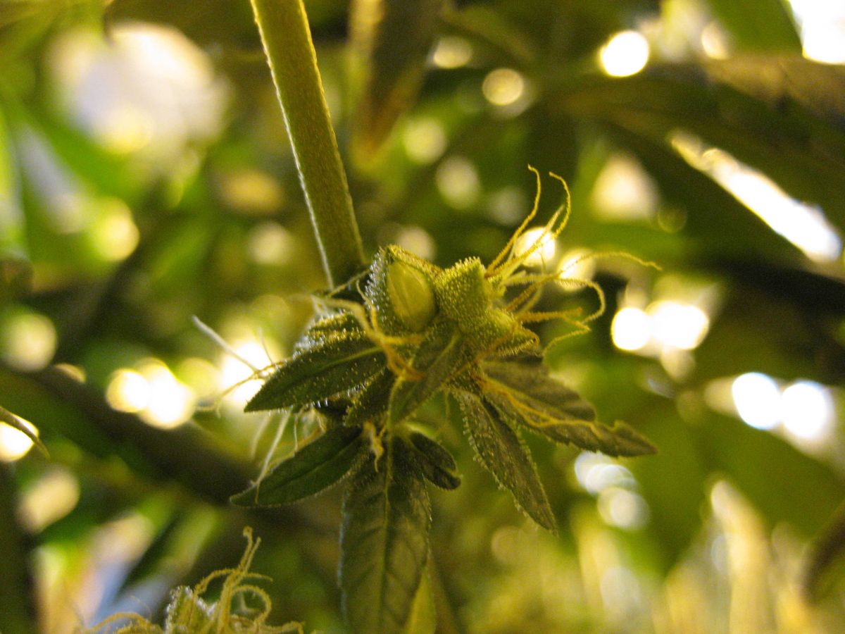 Die besten Quellen für Cannabissamen in Aarbergen