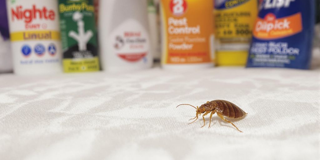 Ploșniță pe un pat cu produse de combatere.