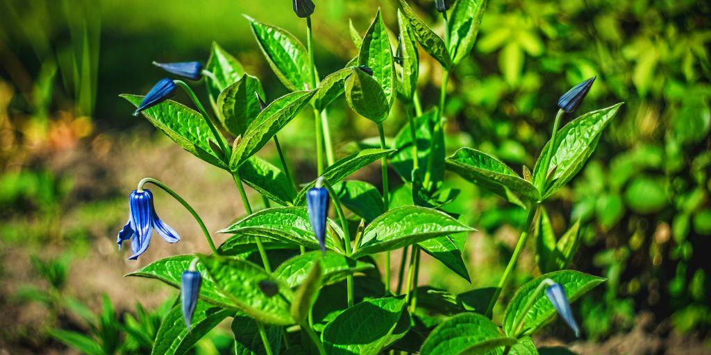 a group of blue flowers