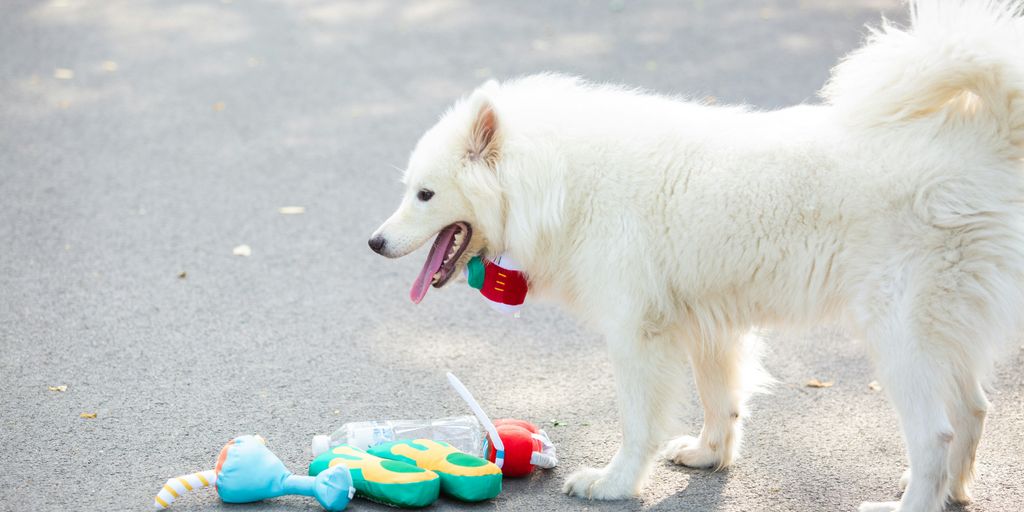 A white dog stands next to a toy.