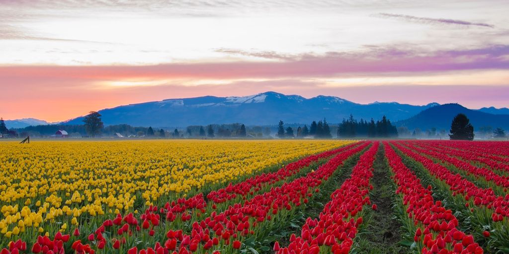 Albany Tulip Festival