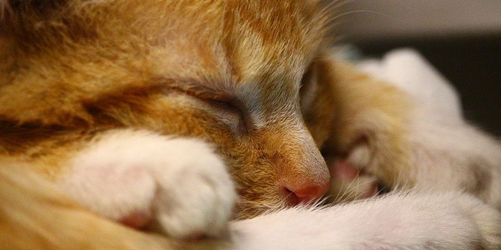 cat sleeping comfortably in a quiet and dimly lit room