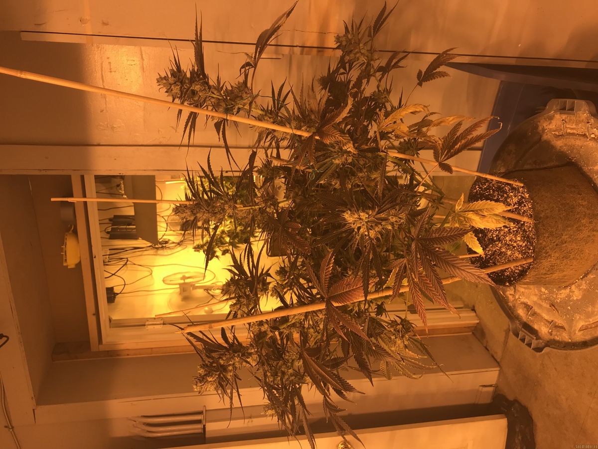 Häufig gestellte Fragen (FAQ) zum Kauf von Cannabissamen