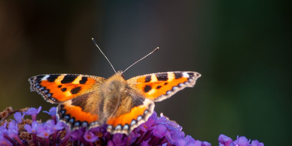 butterfly garden with colorful flowers and plants