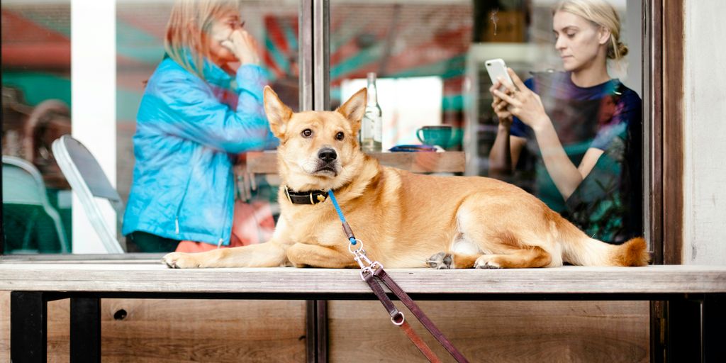 short-coated brown dog on table