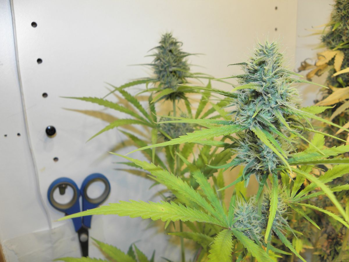 Rechtliche Aspekte beim Kauf von Cannabissamen