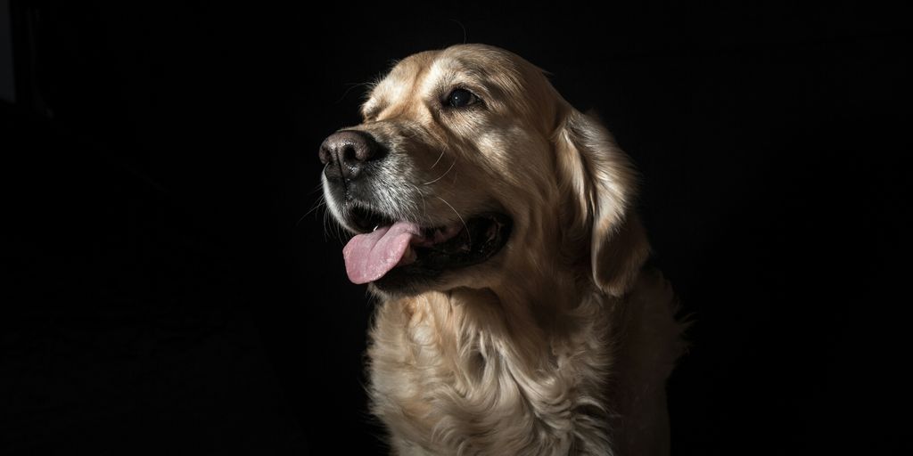 long-coated tan dog with black background