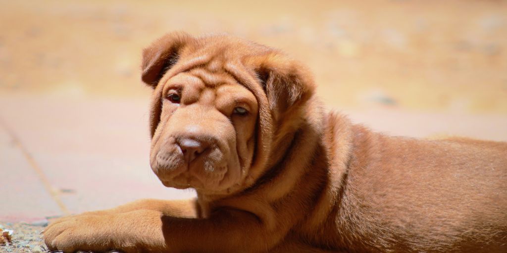 a brown dog lying on the ground