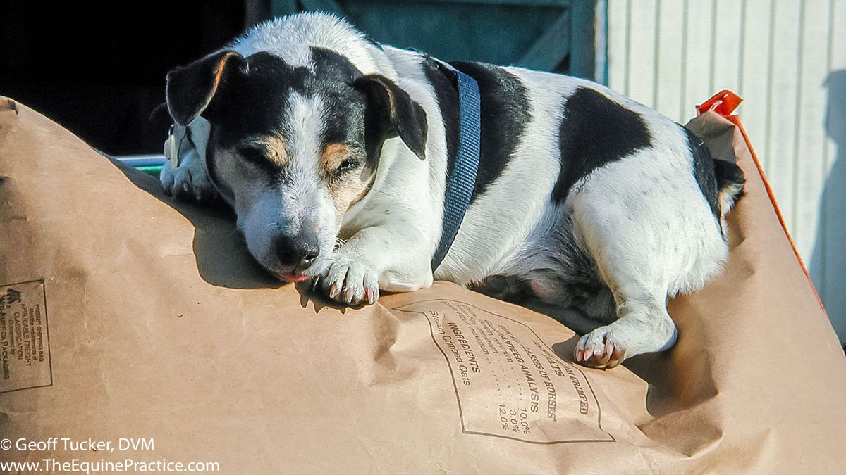Sniffing Out the Problem: Understanding Allergies in Dogs