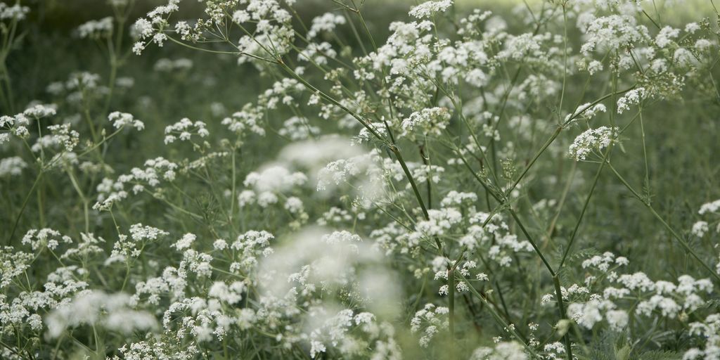 white flowers on green grass field during daytime