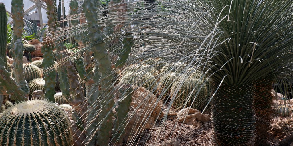a group of cactus plants in a garden