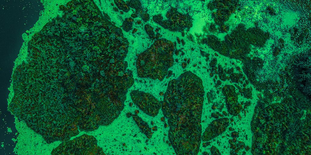 an aerial view of a body of water covered in green algae