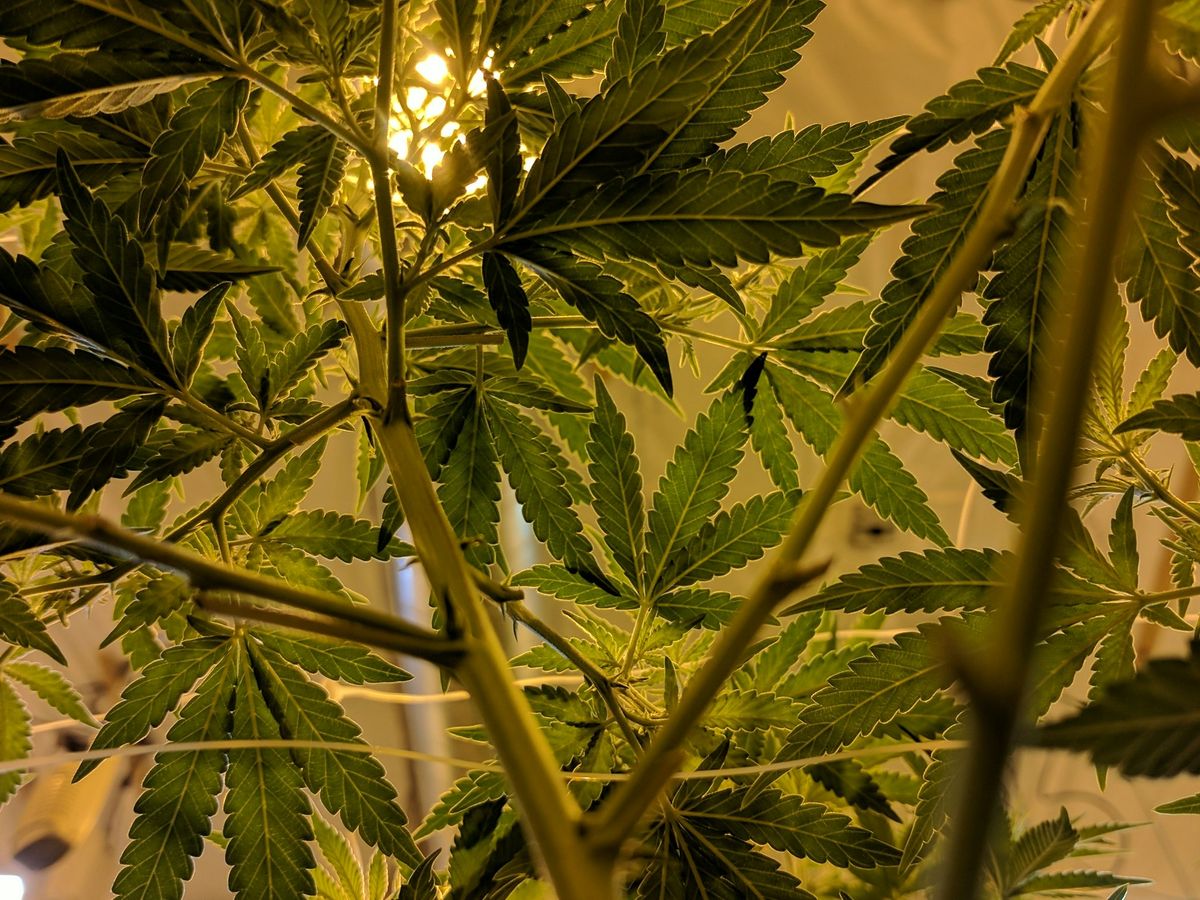 cannabis leaves and stem