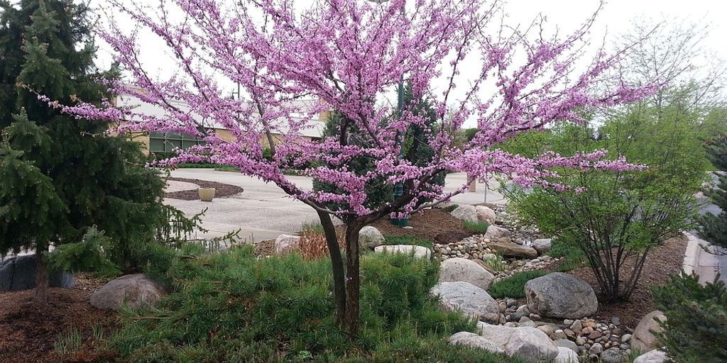 garden with mulch and drought-tolerant plants