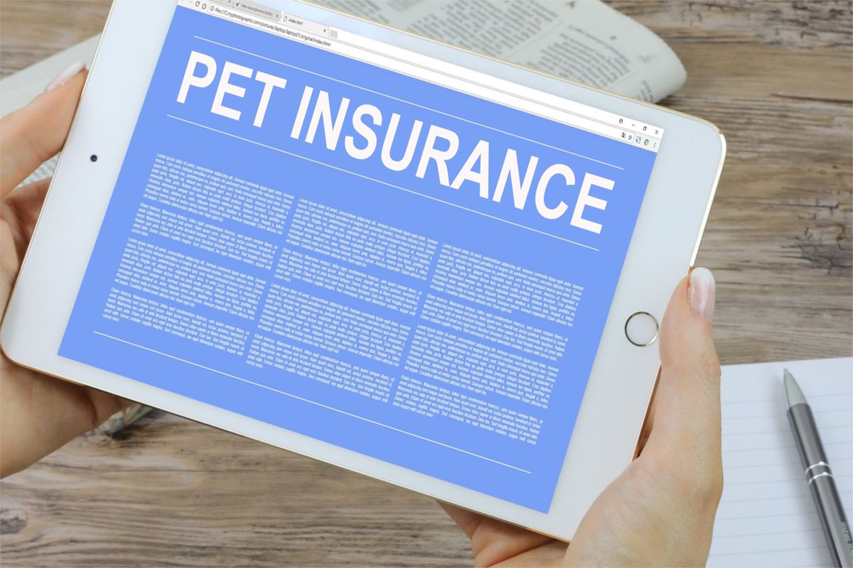 6. Assurance Santé pour Animaux