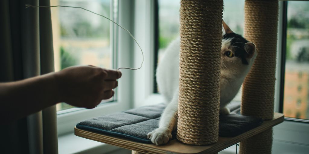 a cat sitting on top of a scratching post