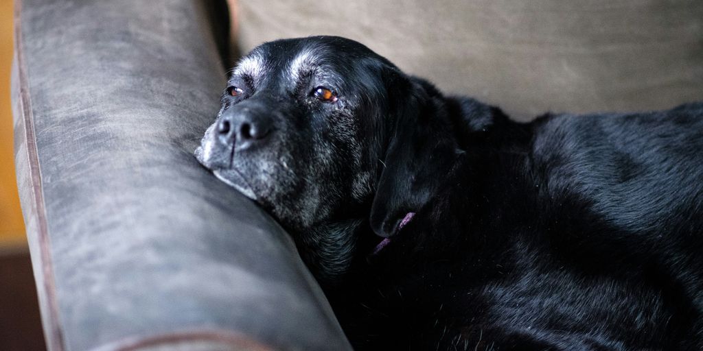 a large black dog laying on top of a couch