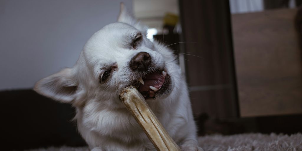 a small white dog holding a bone in it's mouth