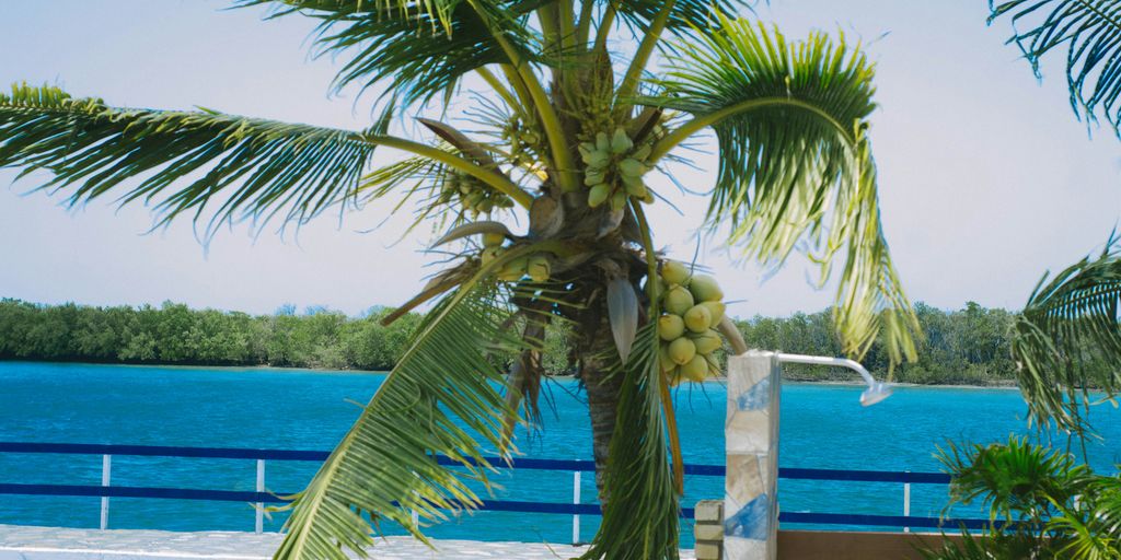a palm tree on a beach