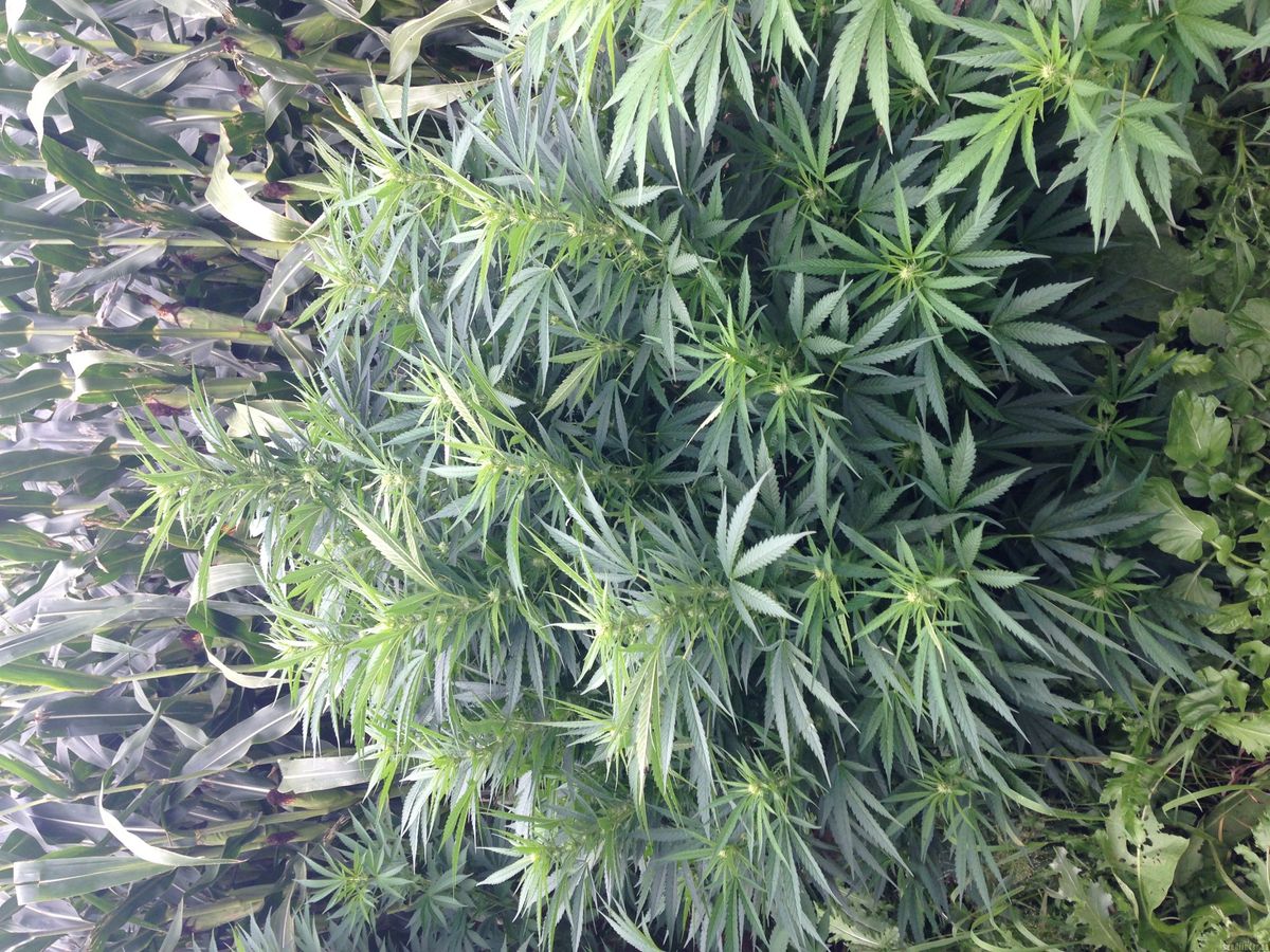 Zukunftsperspektiven für Cannabis in Bayern