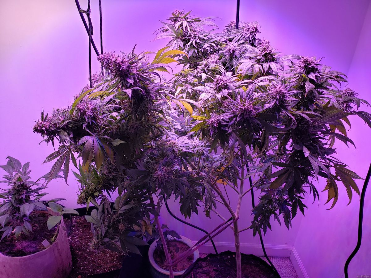Anbau von Cannabispflanzen in Aach