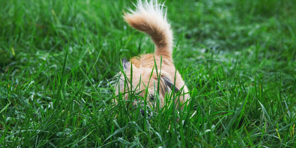 brown short coated small sized dog on green grass field during daytime