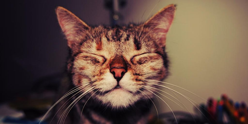 happy kittens in a cozy, well-decorated cat hotel with playful elements