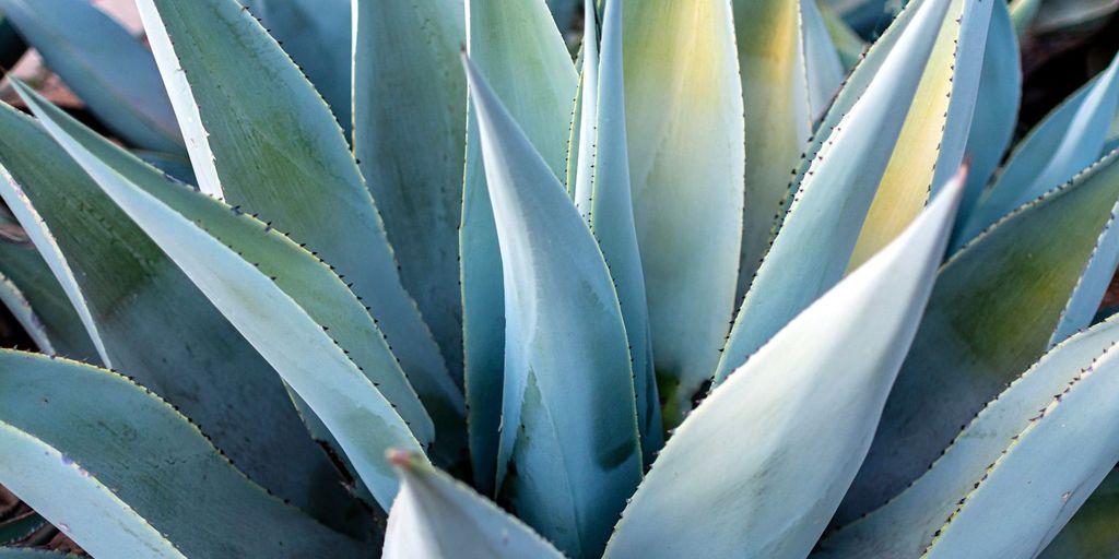 Agave americana varieties