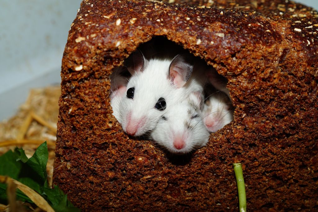 Chinese Hamsters 101 The Ultimate Care Guide Mammals Guide