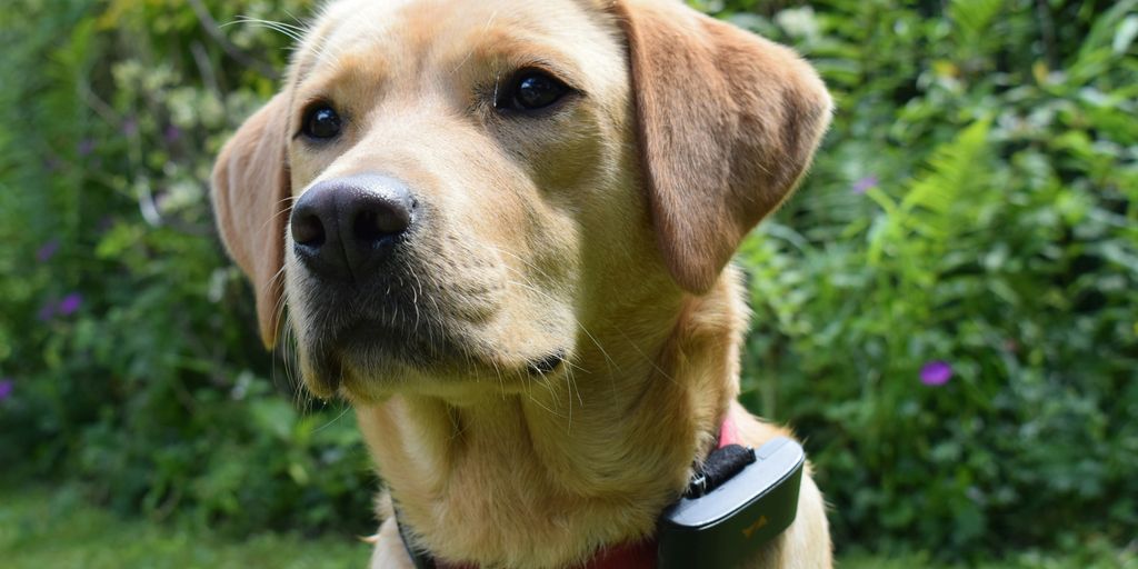 A close up of a dog in a field of grass