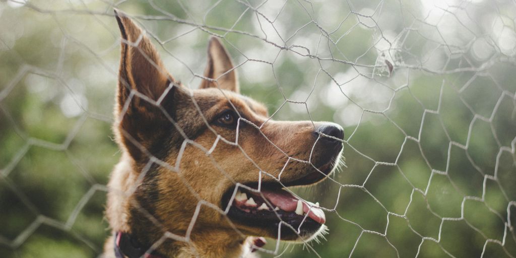 adult brown and black German shepherd beside fence