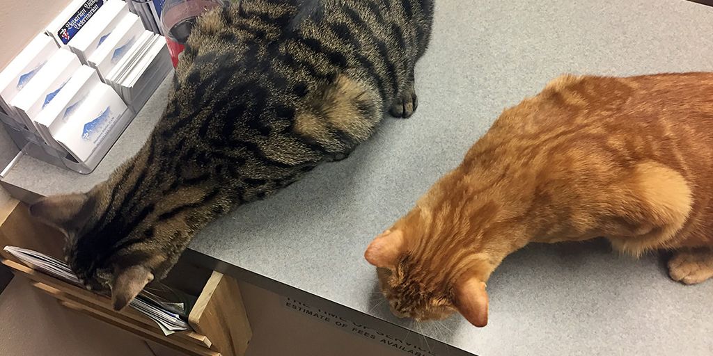 cat at veterinarian clinic