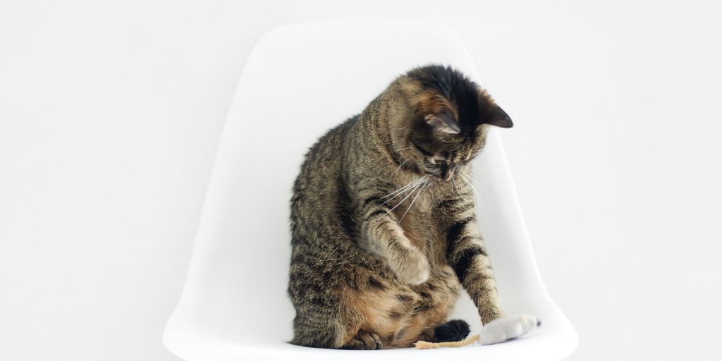 brown tabby cat sitting on bar stool