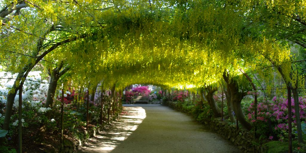 companion planting in a garden