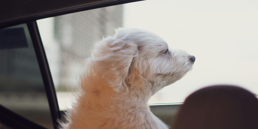 a small white dog sitting in the passenger seat of a car
