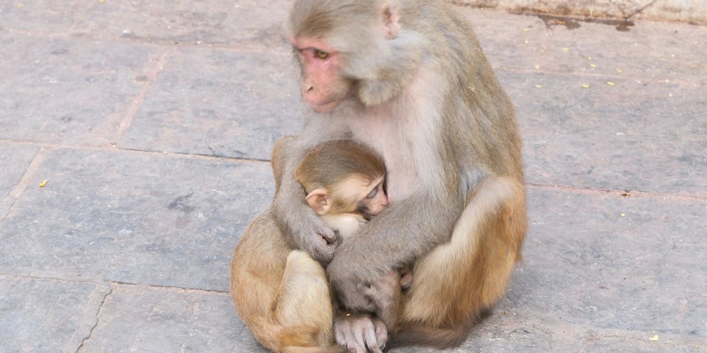 A monkey sitting on the ground holding a baby monkey