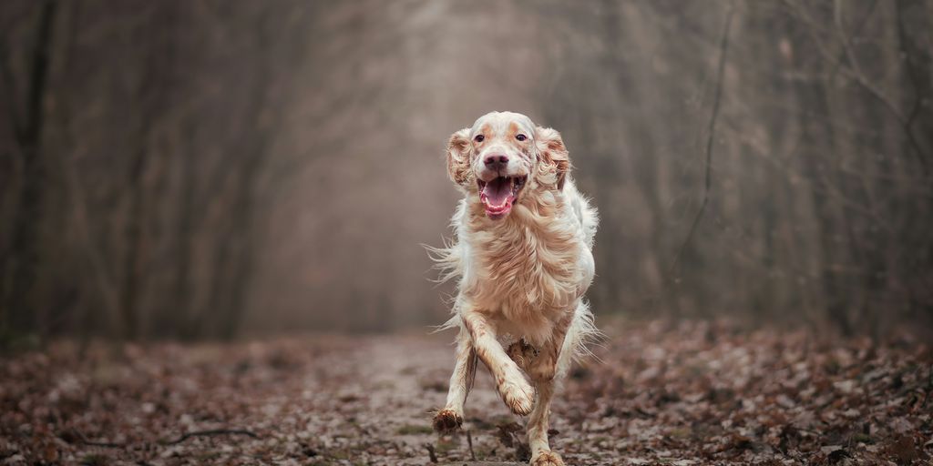 a dog running down a path in the woods