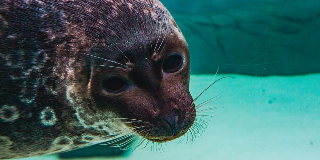 a close up of a seal in an aquarium
