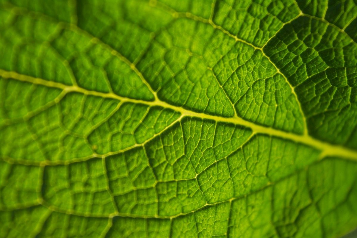 16. Sustainability and Green SEO
