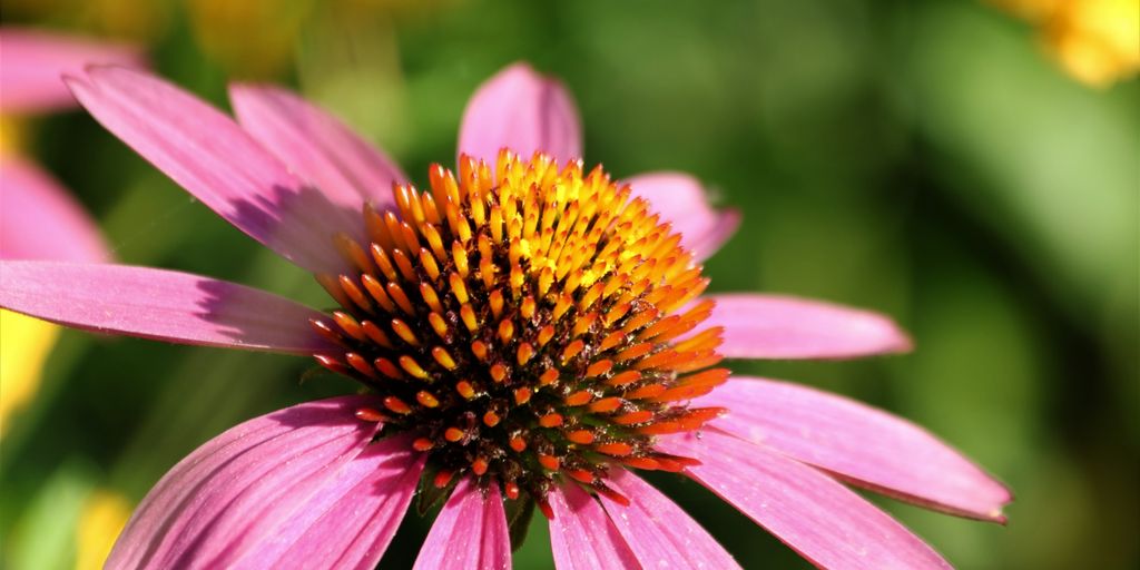 Echinacea flowers in a low-maintenance garden