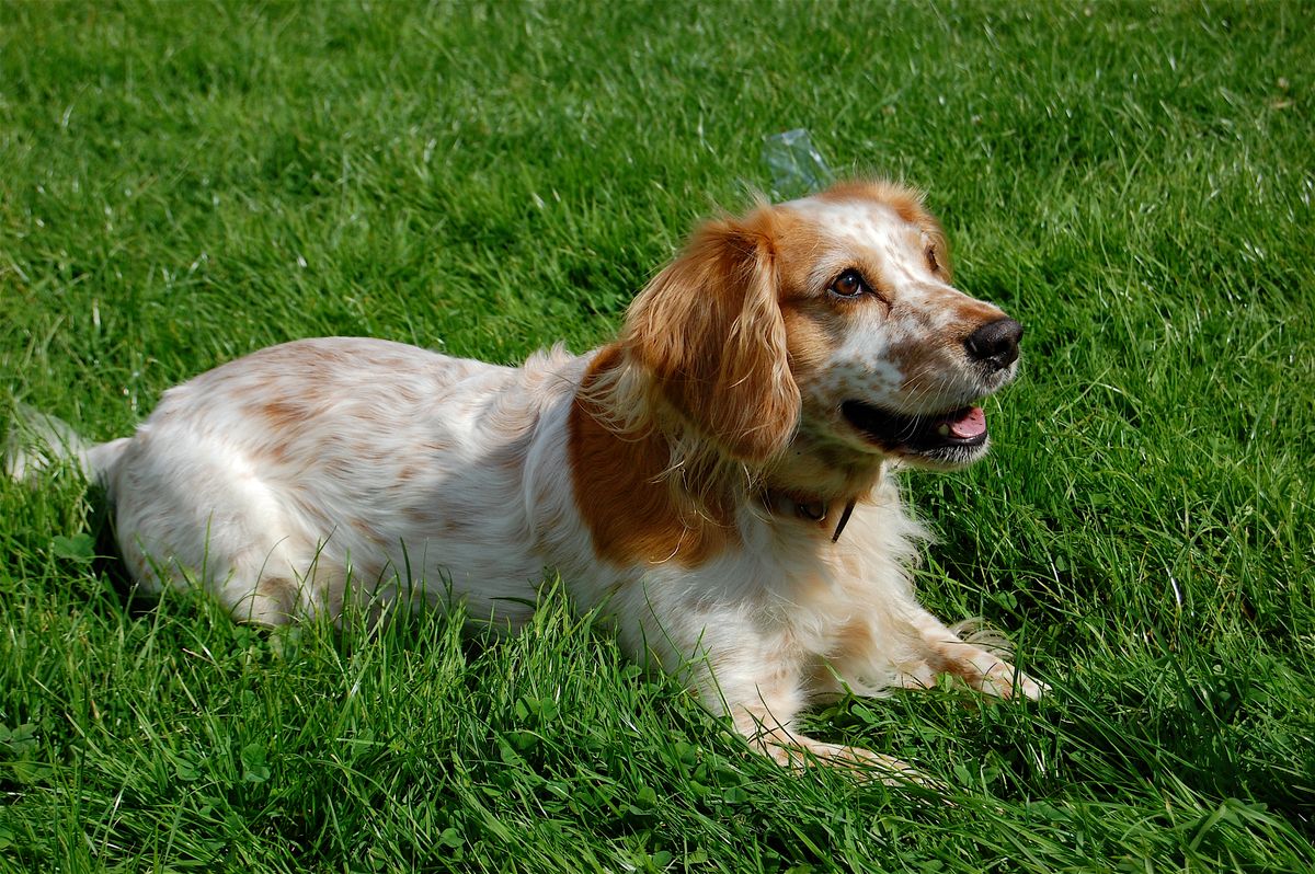 Intelligence and Trainability of Cocker Spaniels