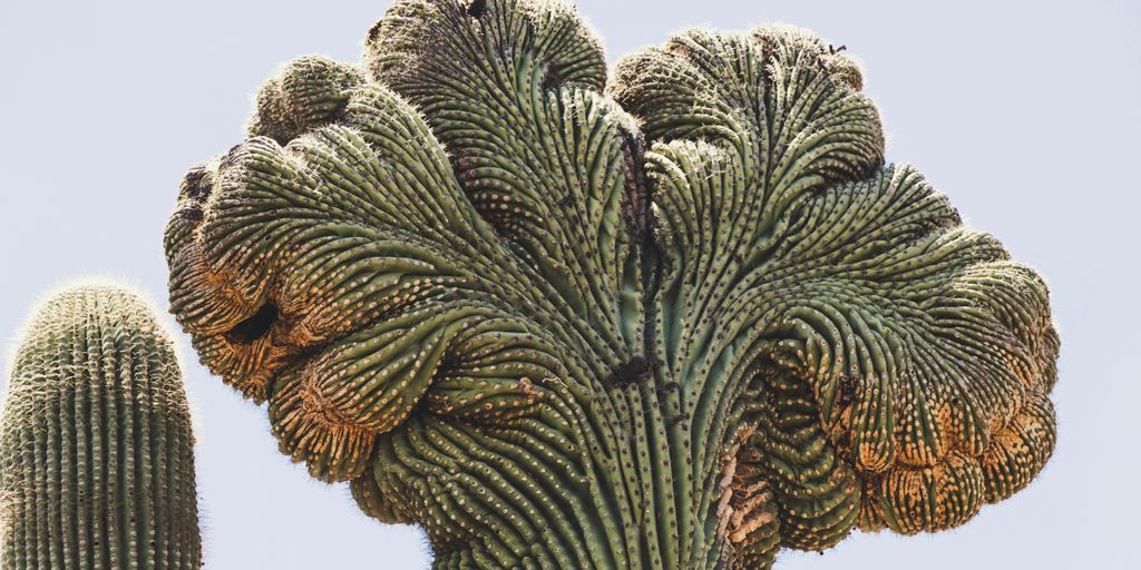 green and brown cactus