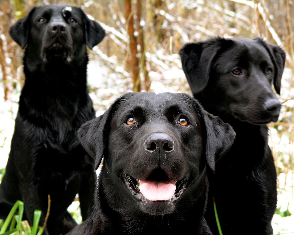 Understanding the Unique Traits of the Labrador Retriever: A Guide for ...