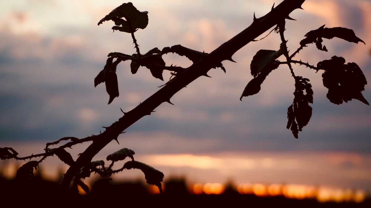 The Myth of Crop Rotation: JADAM's Counterintuitive Approach