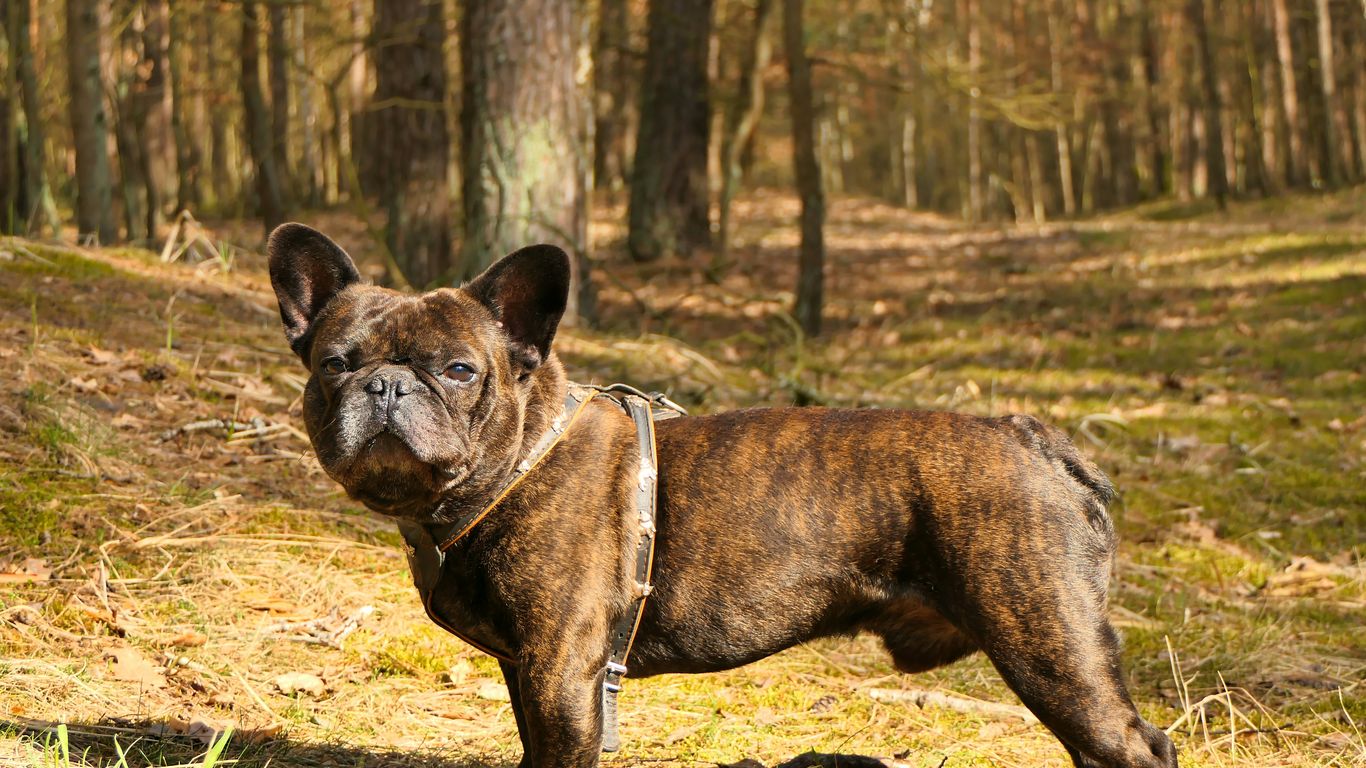a brown dog standing on top of a grass covered field